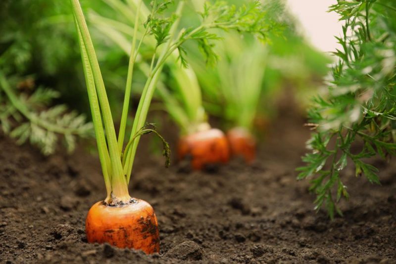 После чего сажать морковь весной - главные правила завидного урожая — УНИАН